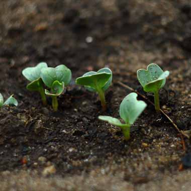 Residential & Commercial Topsoil Delivery & Spreading Services