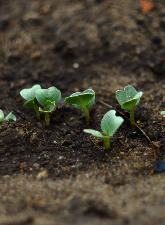 Residential & Commercial Topsoil Delivery & Spreading Services